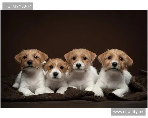 拉皮诺家的狗都比某些人挣得多